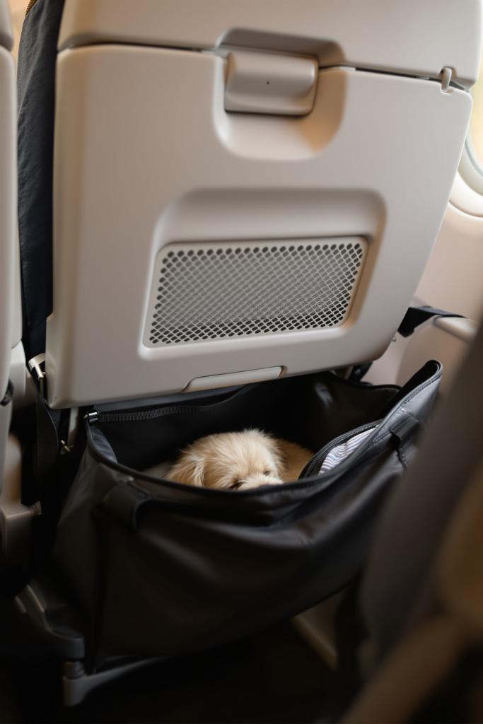 Soft-sided pet carrier stowed under an aircraft seat with a small dog resting inside, mesh ventilation panel facing out - airline approved pet carrier