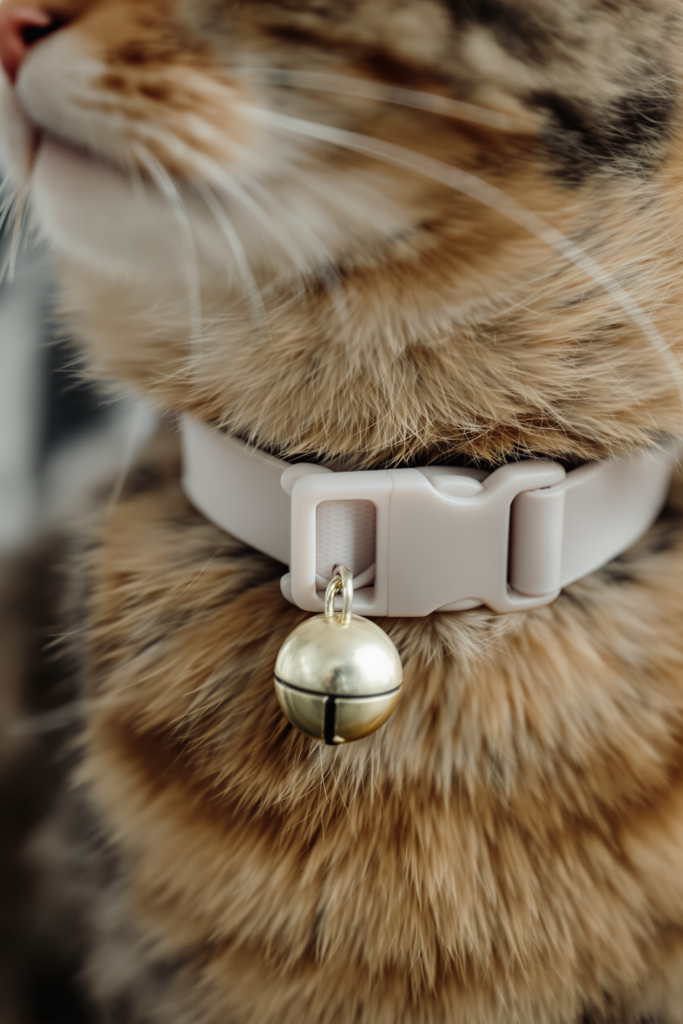 Cat Collars: Why the Breakaway Buckle Is the Only Part That Matters 3 Close-up of a slim breakaway cat collar with a small bell around a cat's neck, the plastic breakaway buckle in sharp focus