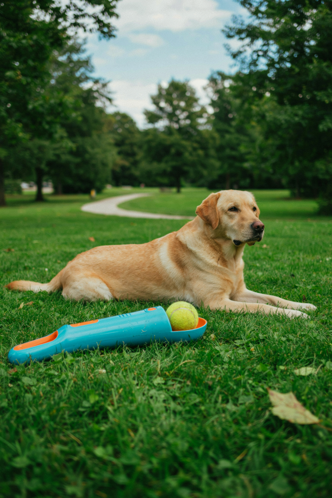 Dog Ball Launchers: Handheld vs Automatic and Why to Cap Sessions 3 Dog ball launcher with a tennis ball lying on park grass, a Labrador resting behind it