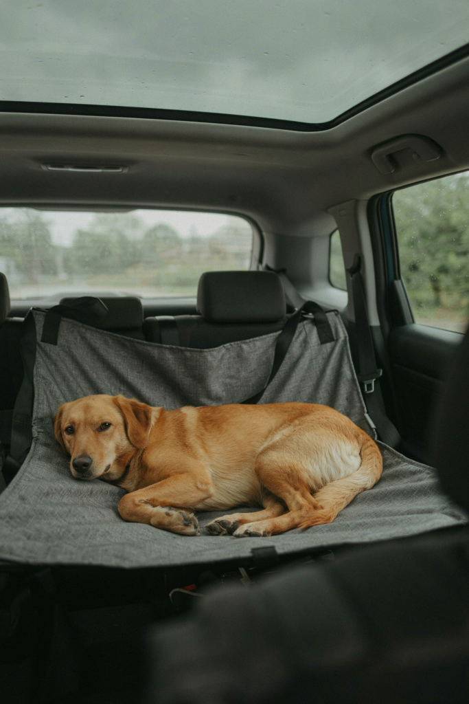 Dog Car Hammock: Footwell Coverage, Sagging and Fitting It Properly 3 Dog lying on a dog car hammock fitted across a car's back seat
