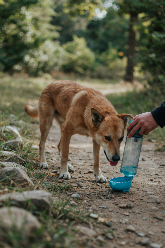 Dog Water Bottles: Capacity, Designs and How Much Dogs Need 3 Dog lapping water from the flip-out trough of a travel dog water bottle on a trail